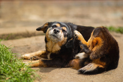 A brown and black dog scratching his ear - Silver Honey Blog