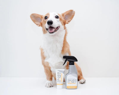 Corgi sitting next to Silver Honey products