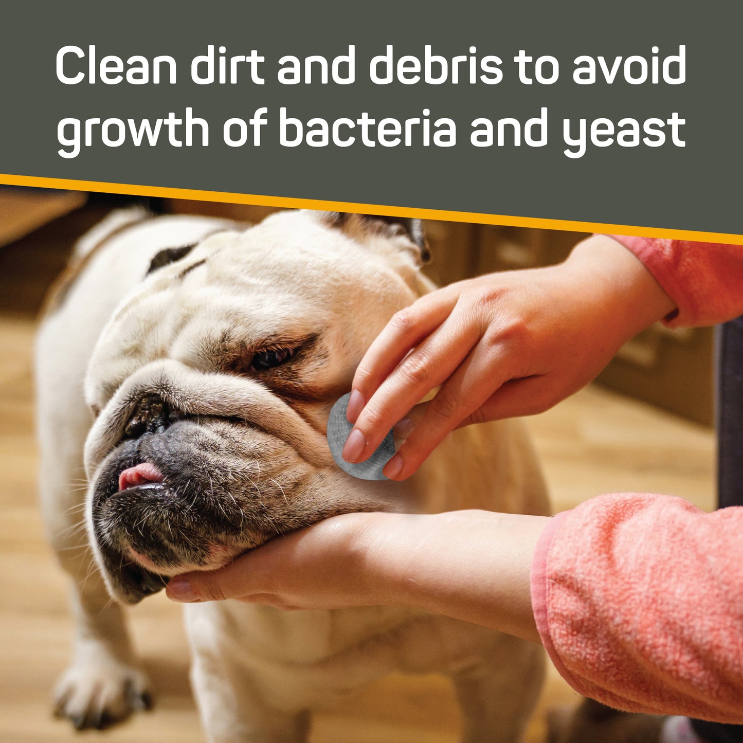 Clean dirt and debris to avoid growth of bacteria and yeast. Smiling bulldog getting the wrinkles on her face cleaned.