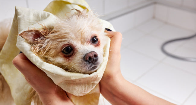 Use as a wound wash