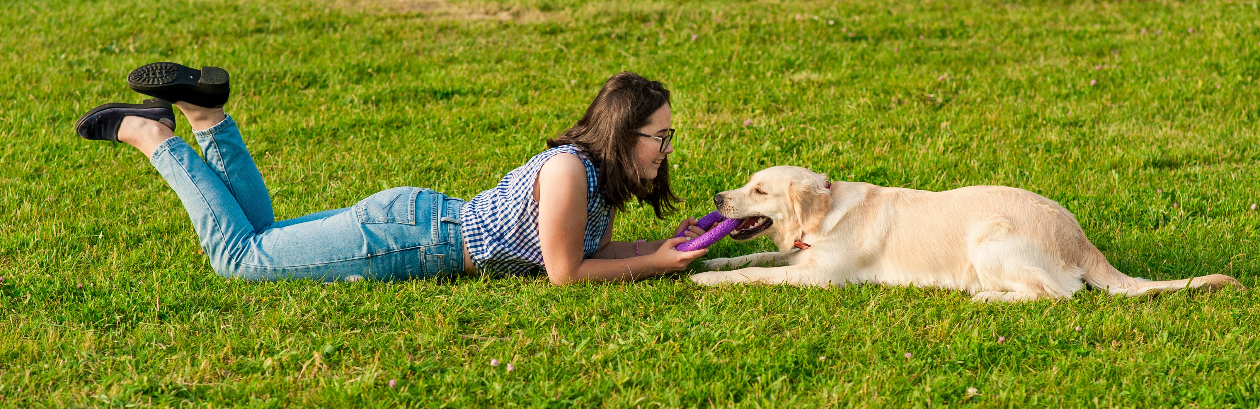 Woman laying on her stomach playing tug of war with a purple chew toy and her golden retriever on a green grass lawn.
