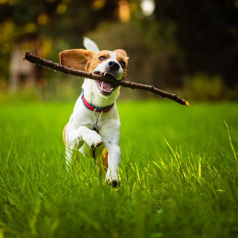 running beagle carrying stick