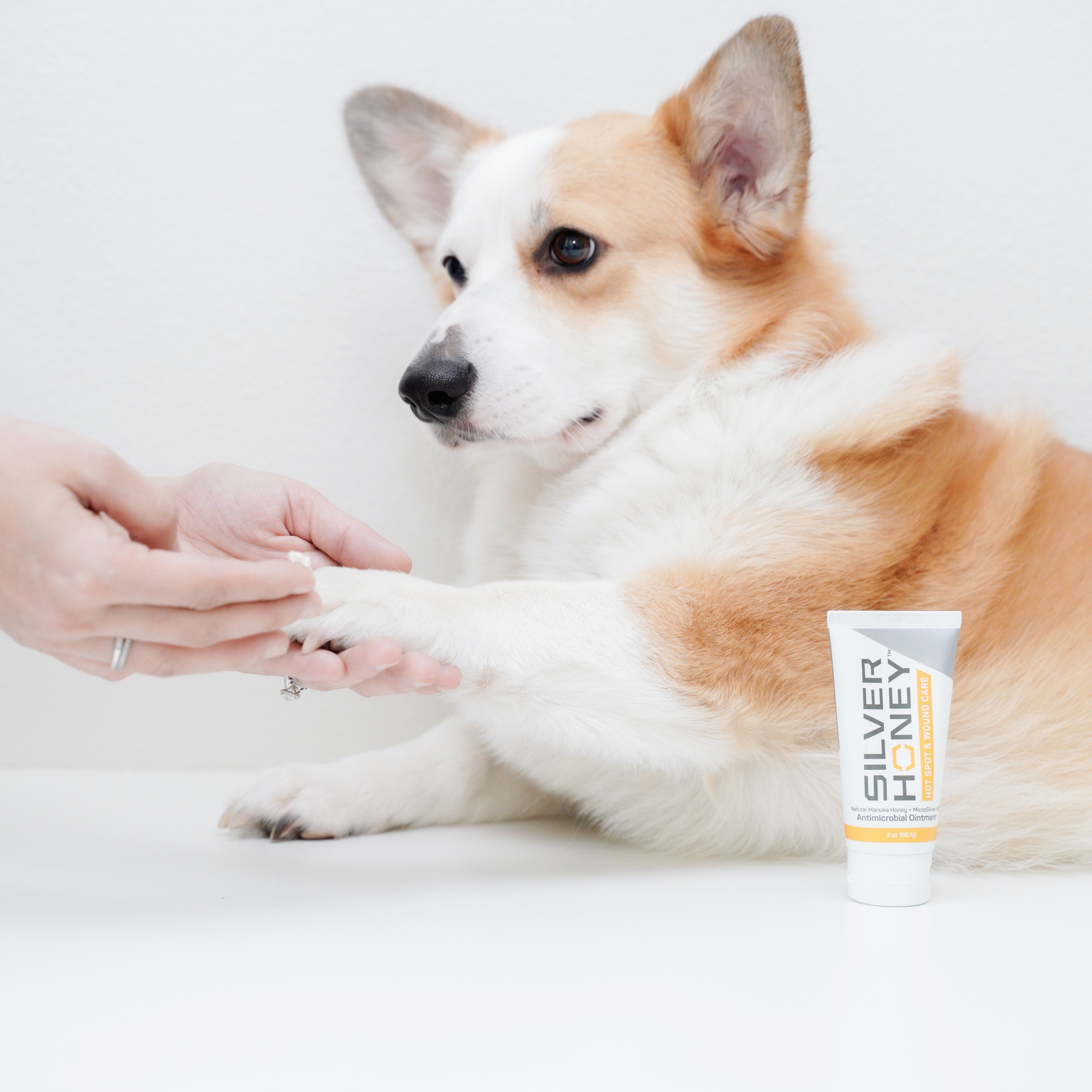corgi with paw being held by woman with silver honey ointment