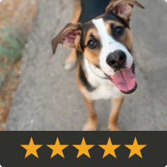 Review of Silver Honey: Brown, black and white colored dog tilting his head and looking up at the camera. It only took 2 sprays a day for one week to completely heal my dog's hot spot. I am so happy my dog is feeling back to himself.