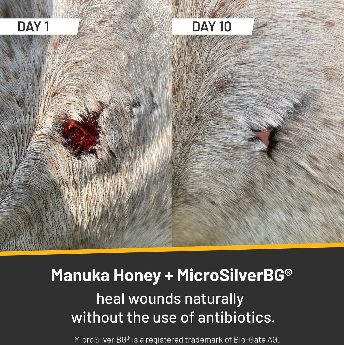 Before and after pictures of how a wound looks 10 days after treatment with Silver honey rapid wound repair.