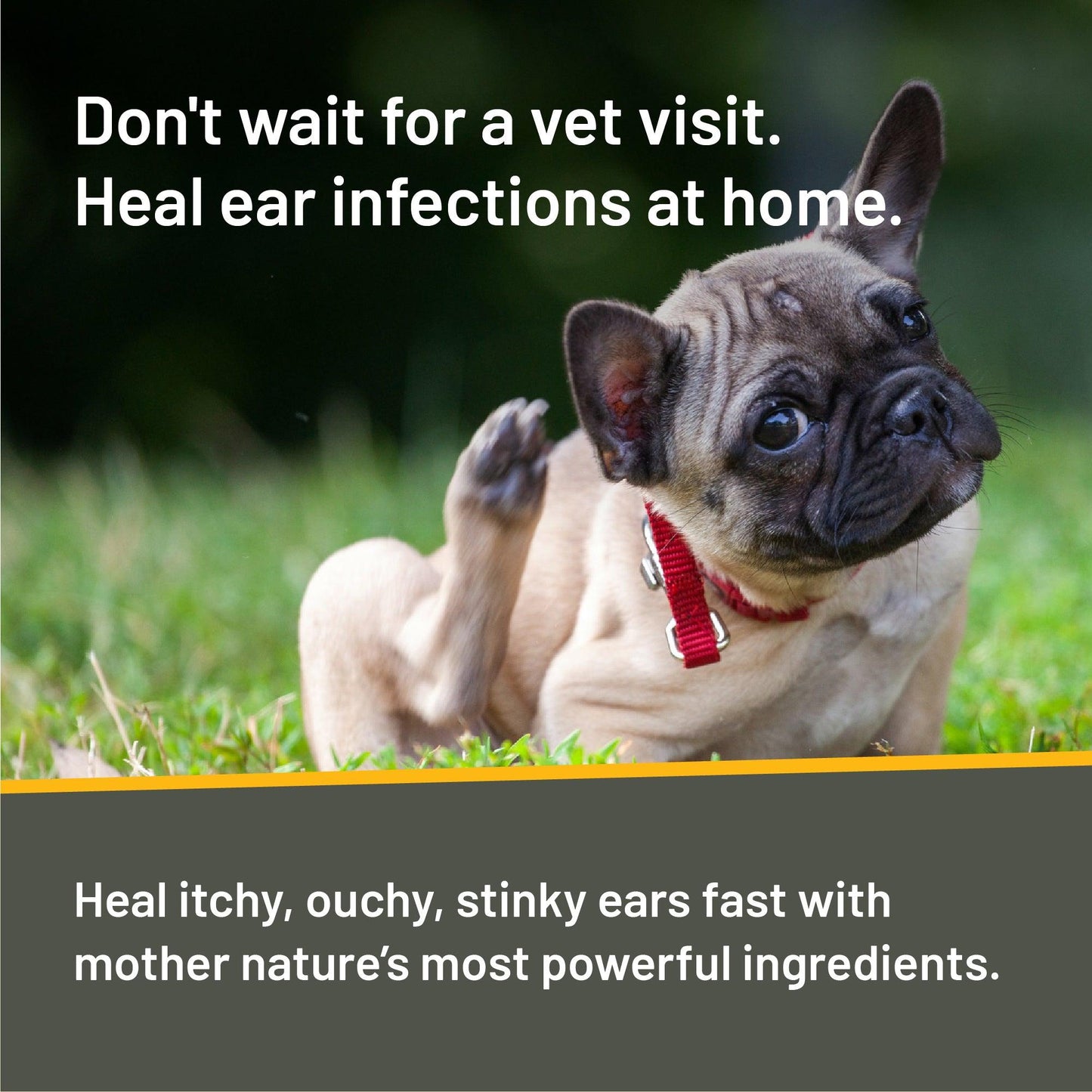 Pug scratching his red irritated ear. Don't wait for a vet visit. Heal ear infections at home. Take healing into your own hands. Silver Honey's fast-acting, vet-strength over-the-counter treatment provides immediate relief and heals in 10 days.