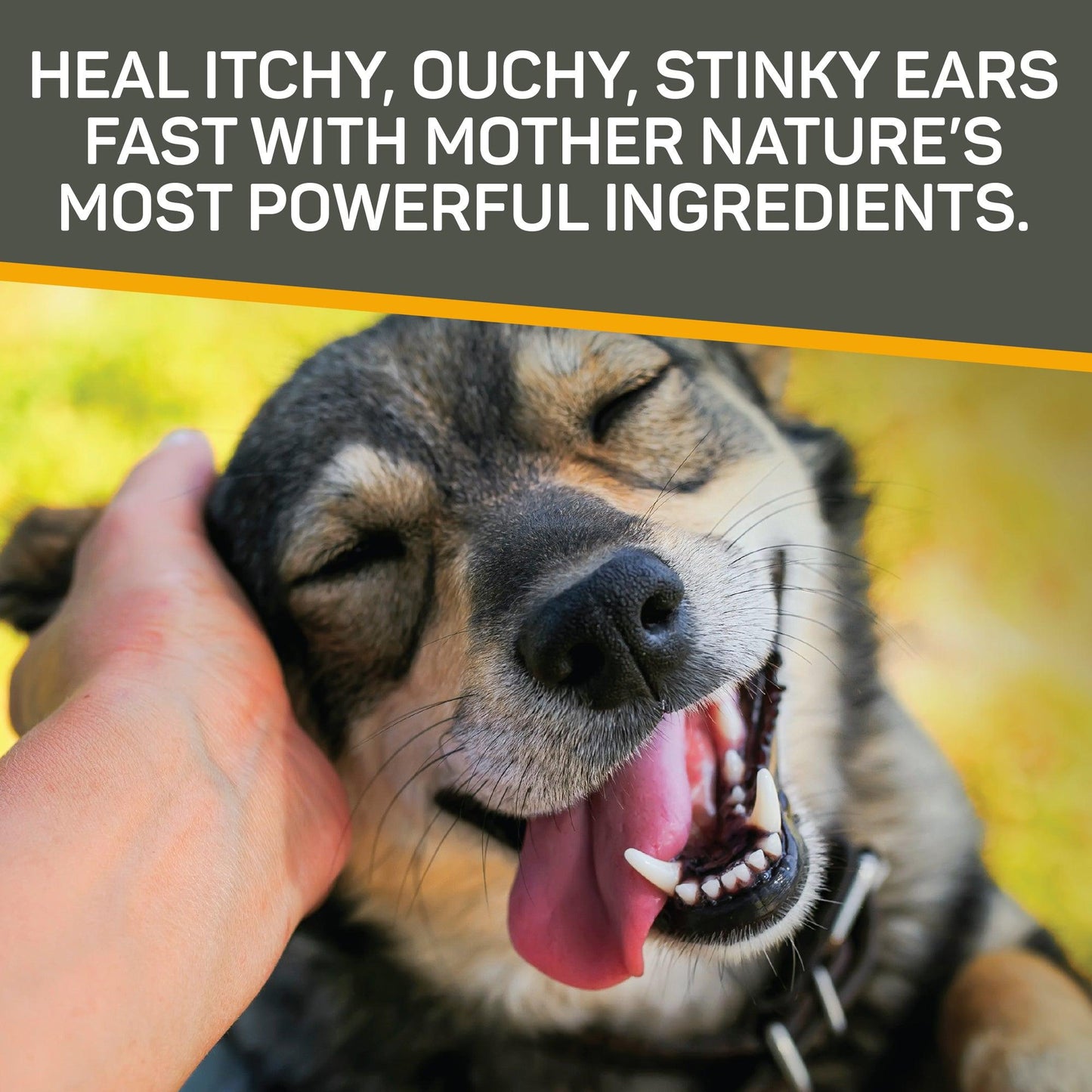 Dog loving getting his ear scratched by his owner, dog's eyes are closed and tongue hanging out. Heal itchy, ouchy, stinky ears fast with mother nature's most powerful ingredients.
