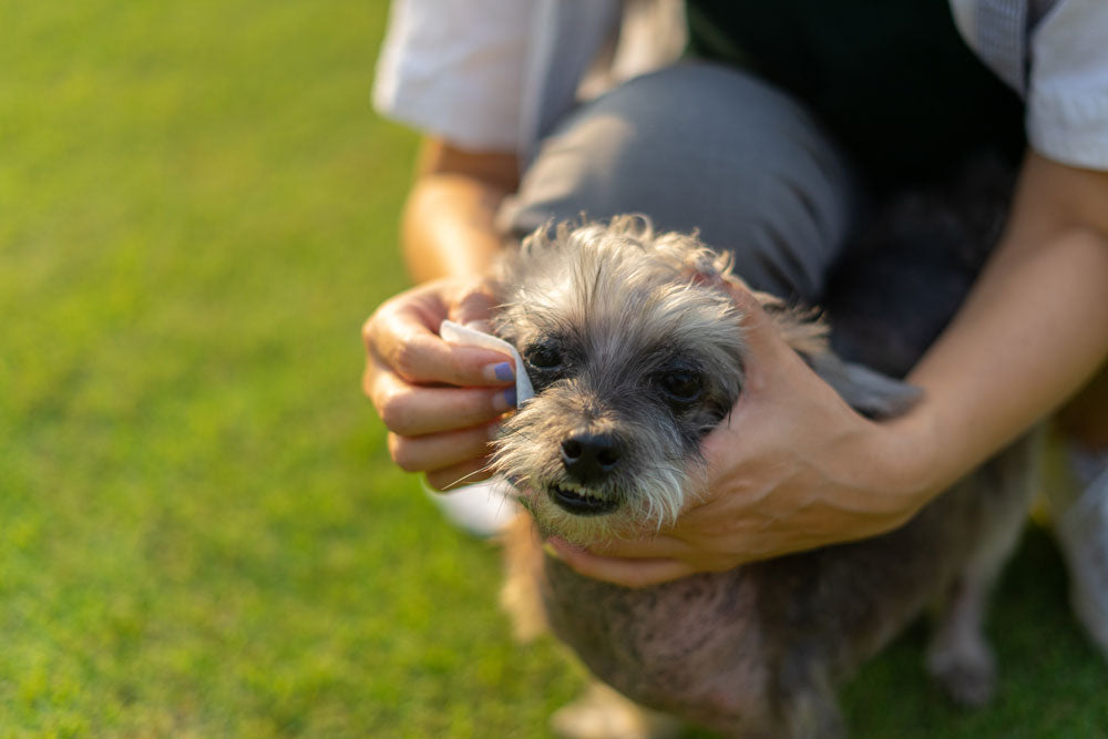 Cleaning a dog's ears