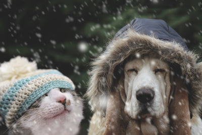 dog and cat in winter hats