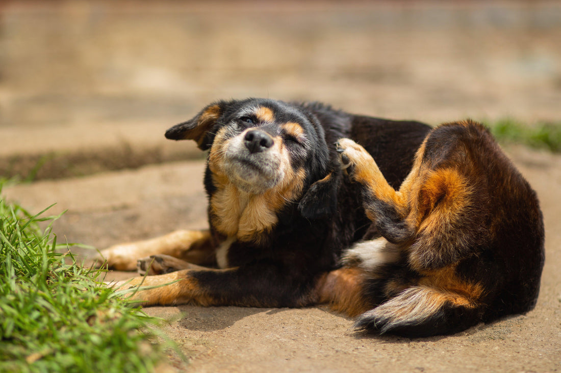 A brown and black dog scratching his ear - Silver Honey Blog