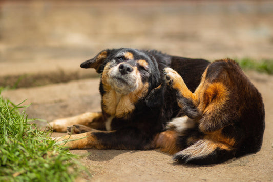 A brown and black dog scratching his ear - Silver Honey Blog
