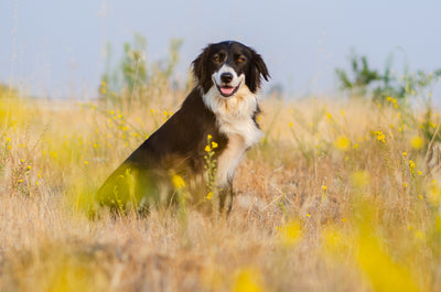 Border Collie dog sitting in field for Silver Honey Blog