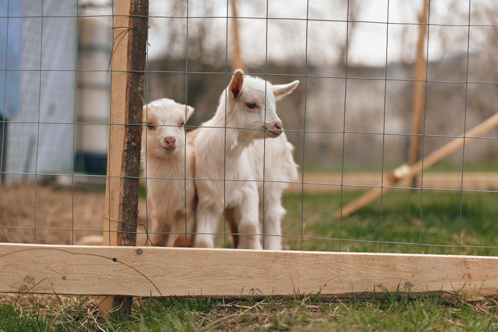 Baby Goats