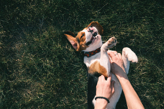 Dog belly rub