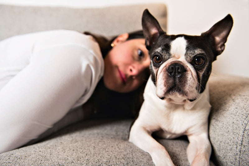 Boston Terrior and Woman on Couch