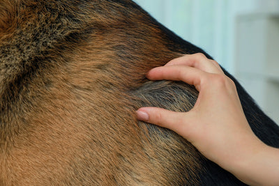 person's hand combing through a dog's fur for Silver Honey Tick Removal Blog