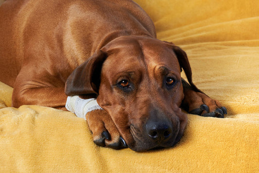 Dog sleeping with a bandage