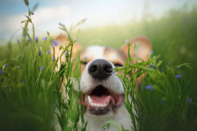 Dog in field with plants all around