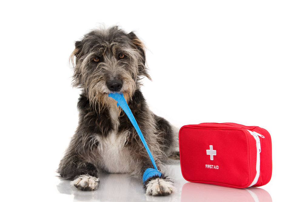 Dog wrapping its own injury first aid