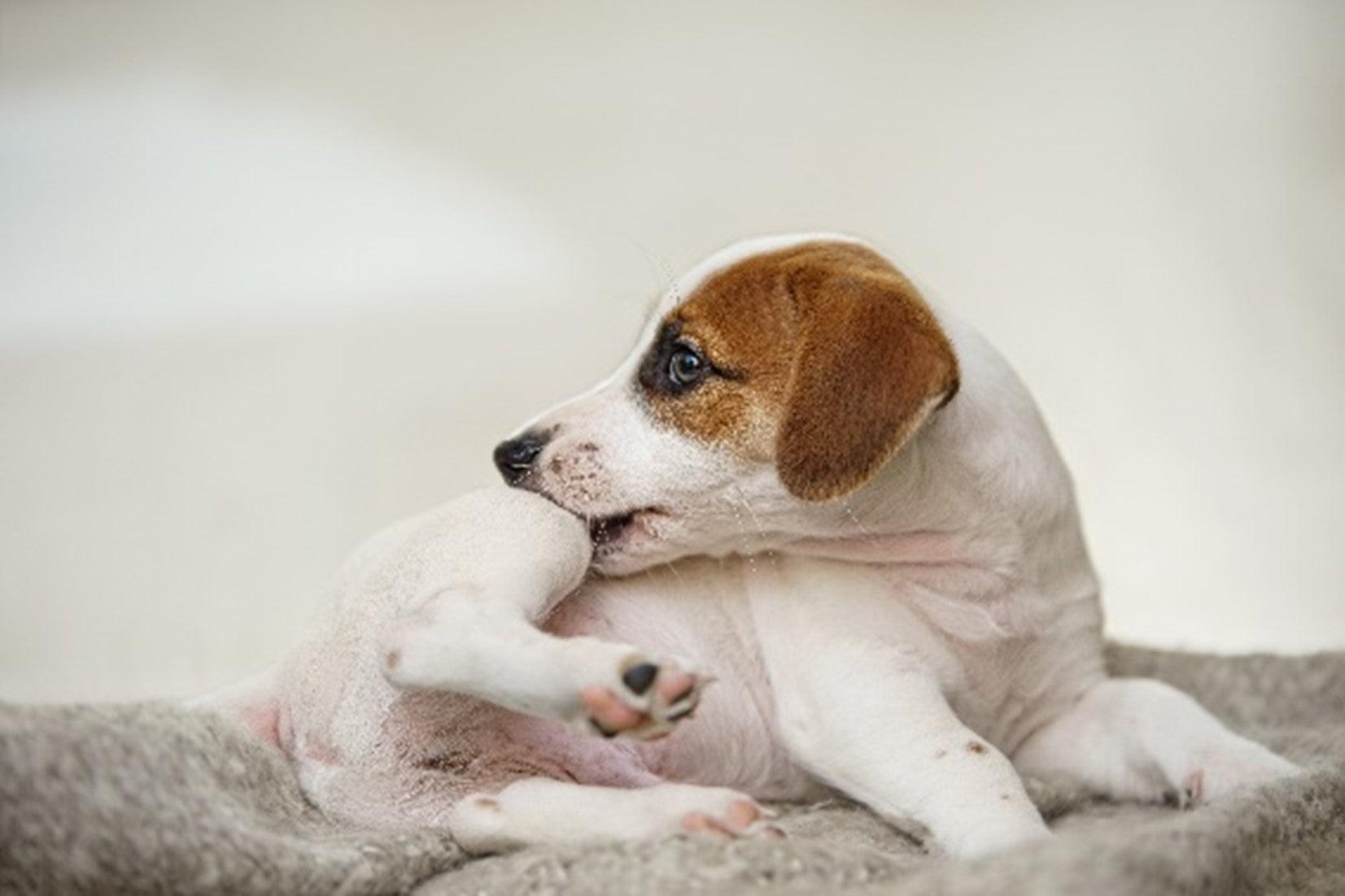 Dog licking a hot spot