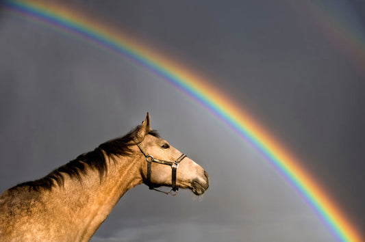 Horse by rainbow