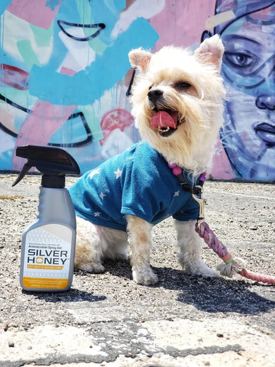 small dog in blue shirt next to silver honey spray gel