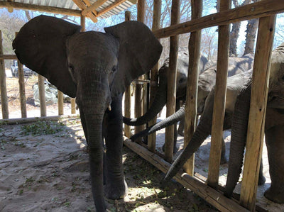 Healing Rescued Elephants with Silver Honey®