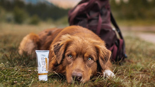 dog laying down in nature on a walk