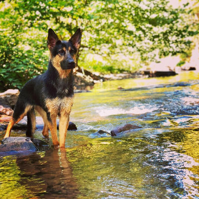 German shepherd standing in a stream