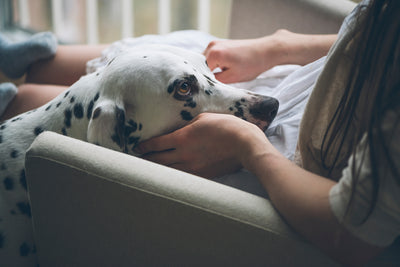 Dalmation getting petted near a couch