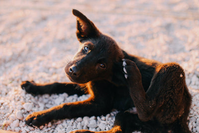 Itchy Skin Relief for Animals of All Sizes