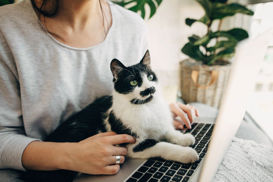 black and white cat sitting on laptop keyboard