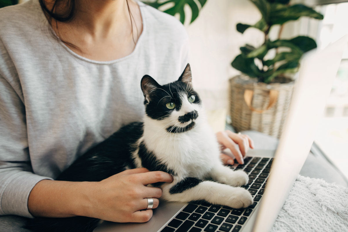 Black and white cat sitting on laptop keyboard looking at the screen