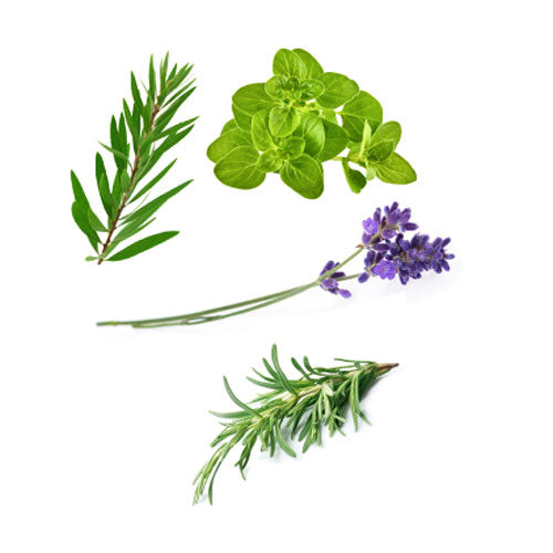 Tea Tree, Lavender, Rosemary, Oregano Oils