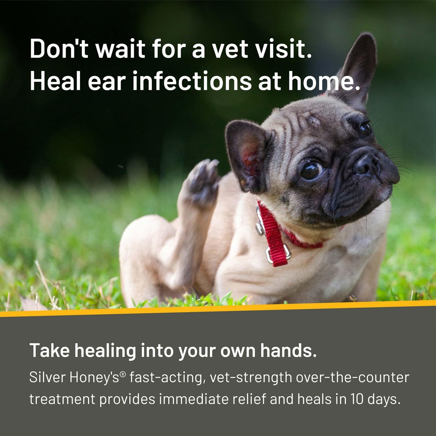 Pug scratching his red irritated ear.  Don't wait for a vet visit.  Heal ear infections at home.  Take healing into your own hands.  Silver Honey's fast-acting, vet-strength over-the-counter treatment provides immediate relief and heals in 10 days.