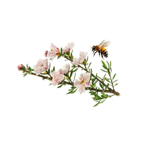 Manuka Honey