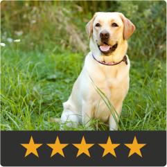 Review of Silver Honey: Proud yellow lab sitting in high green grass. I picked this up at PetSmart and the next day you could see [my lab’s tail wound] was already healing! Highly highly recommended. 