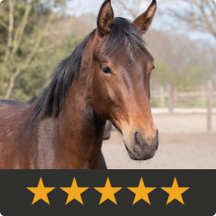 Review of Silver Honey: Brown horse facing left and squinting in the bright sun. I used this ointment on [my mare's] incision, real soon you couldn’t even see where she'd been cut. I highly recommend this for any type of wound.