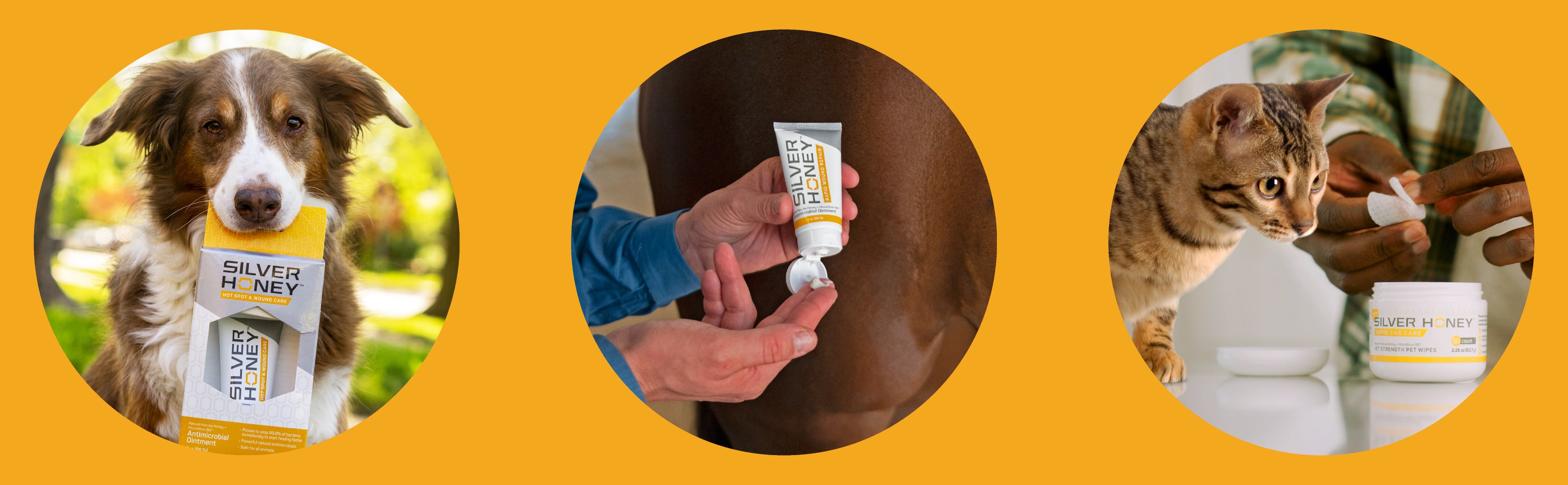 Silver Honey Collection, a dog holding a package of Silver Honey Hot Spot Ointment.  A man squeezing Silver Honey Rapid Wound Repair Ointment on his finger, getting ready to apply it to his horse. A gray bengal cat looking ready to have his ears cleaned by Silver Honey Medicated Wipes.