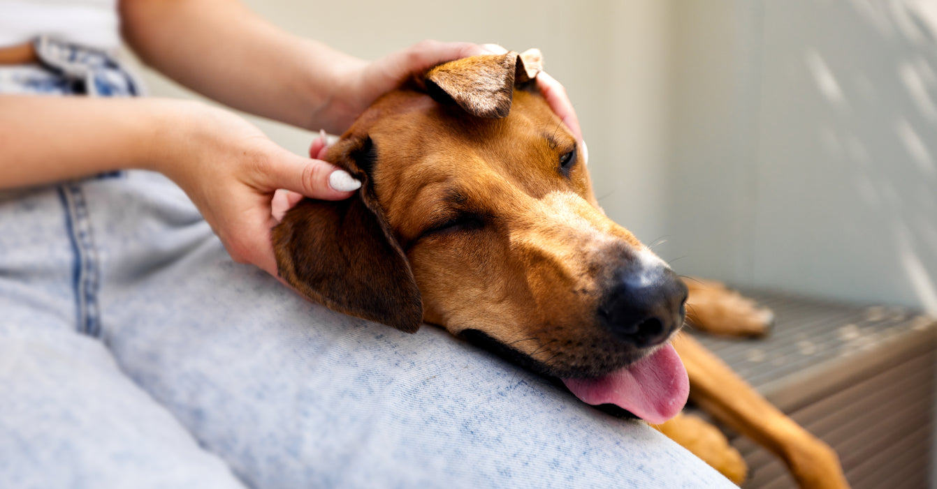 Dog laying with his head on his human's lap, while his human is rubbing his ear.