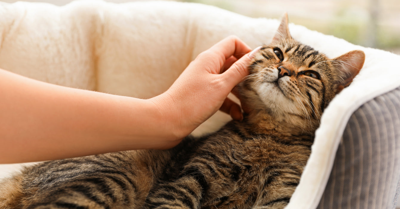 Gray tabby cat laying in her bed while a woman caresses the cat's face.