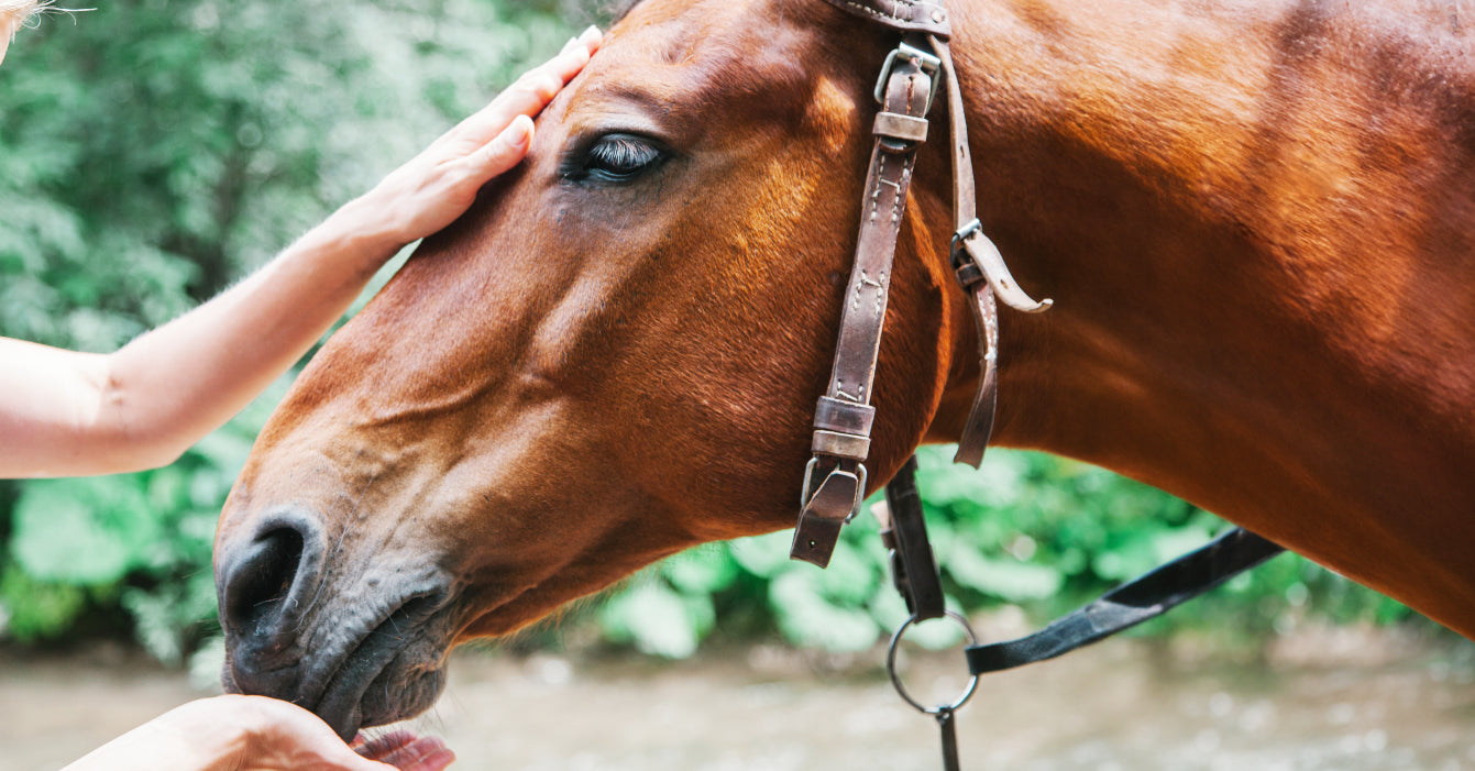 Chestnut brown horse being patted on the nose by his human, while the horse sniffs to see what her human has in her hand.