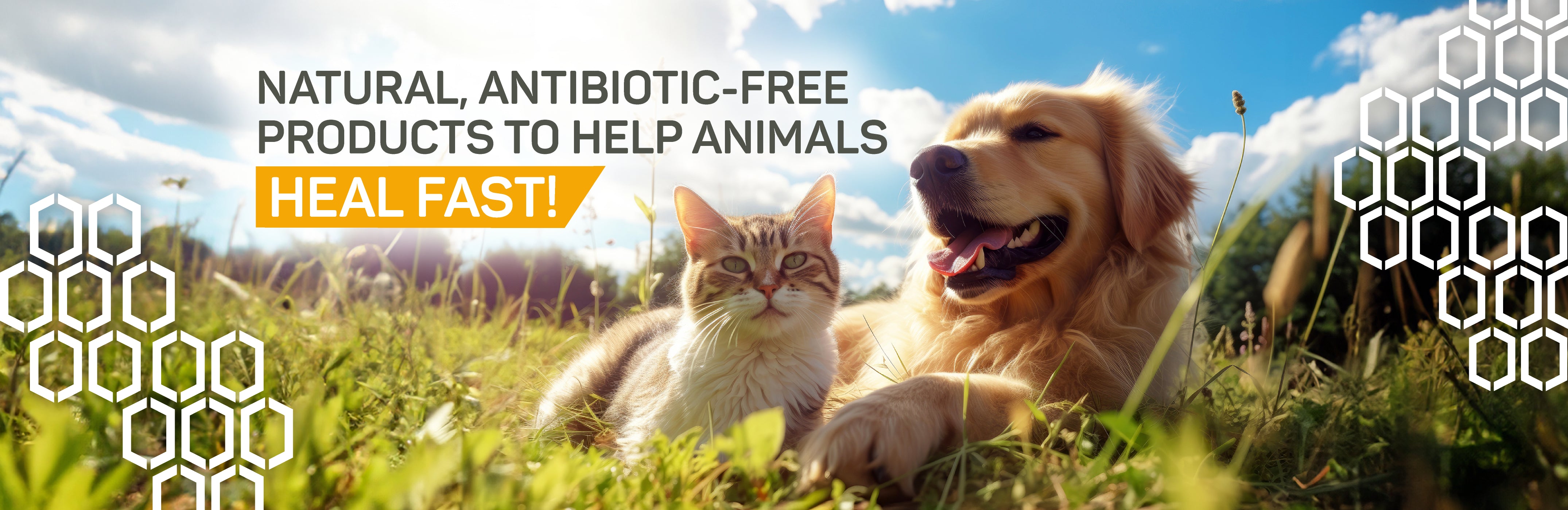 Silver Honey natural antibiotic-free products to help animals heal fast.  Cat and golden retriever hanging out in a field of green grass.