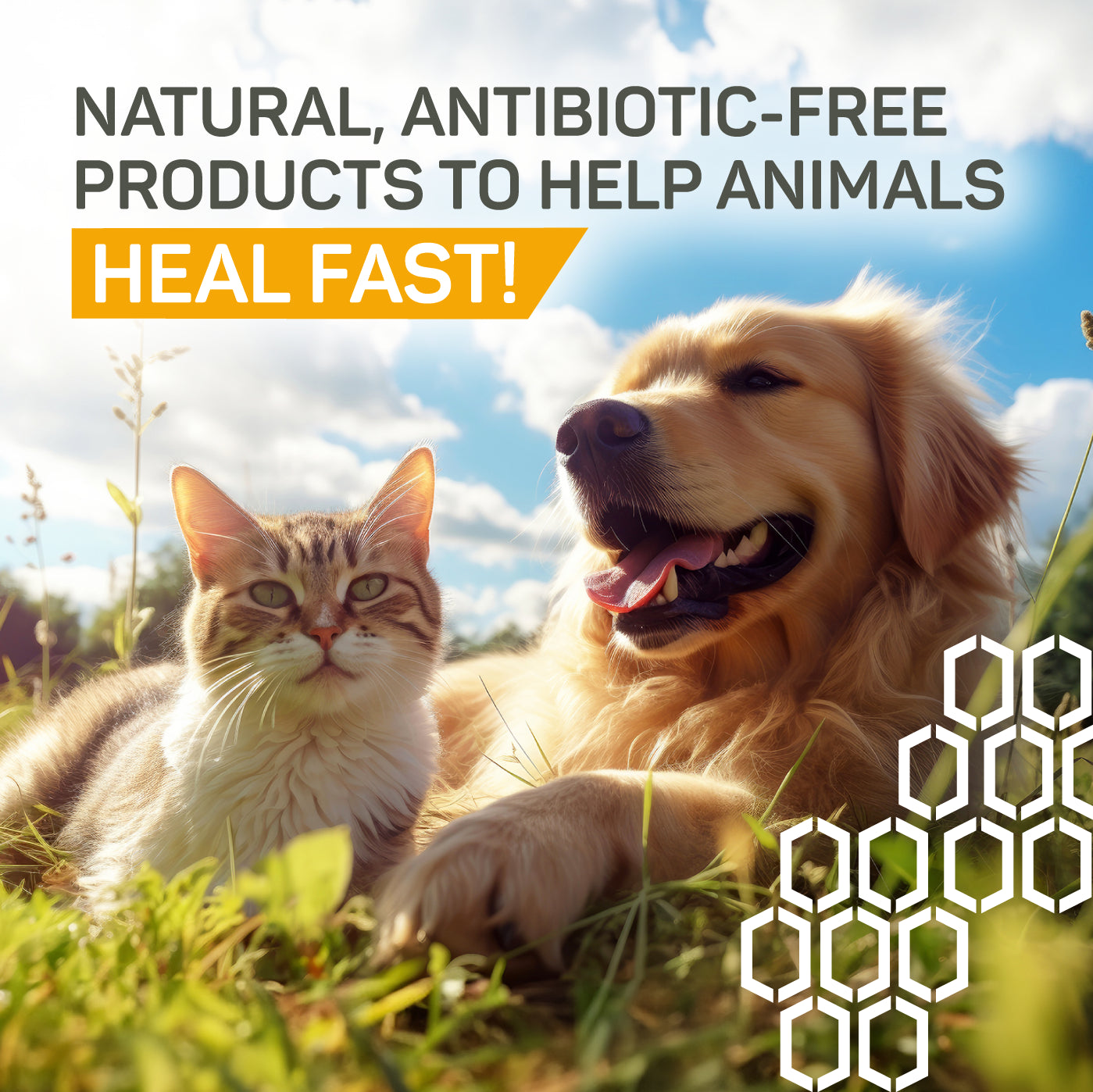 Silver Honey natural antibiotic-free products to help animals heal fast.  Cat and golden retriever hanging out in a field of green grass.