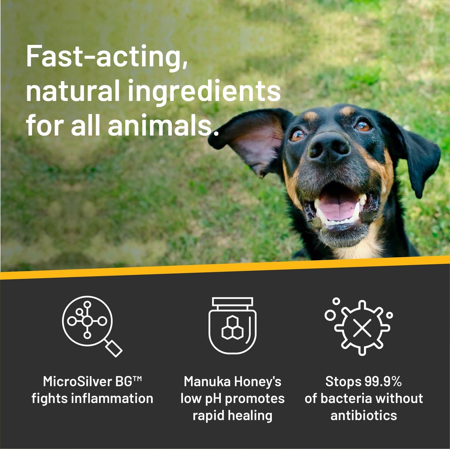 Brown and black dog holding his nose up, with his ear flopped open.  Fast-acting natural ingredients for all animals.  Microsilver BG fights inflammation, manuka honey's low pH promotes rapid healing.  Combined ingredients stop 99.9% of bacteria without antibiotics.