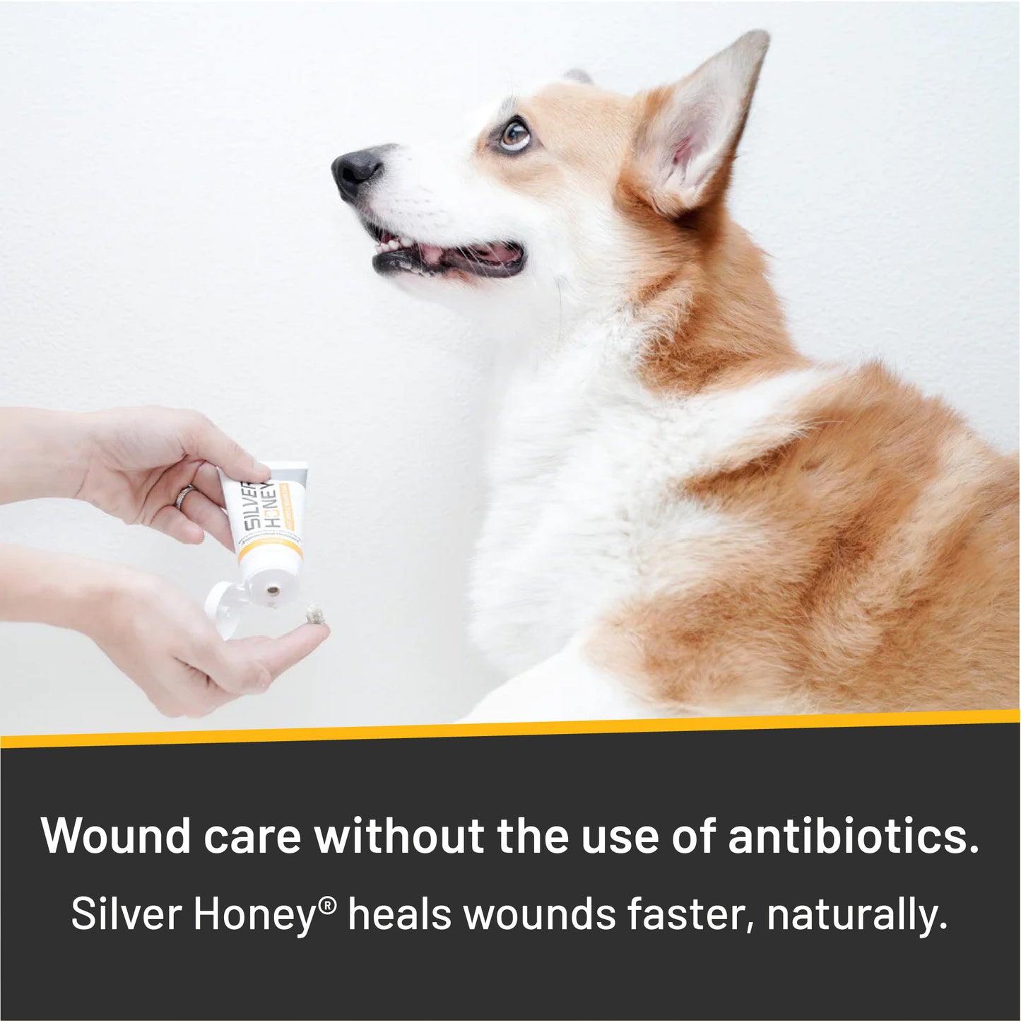 Corgi holding up paw looking up at woman squeezing Silver Honey Hot Spot and Wound Care ointment into hand. Wound care without the use of antibiotics.  Silver Honey heals wounds faster, naturally.