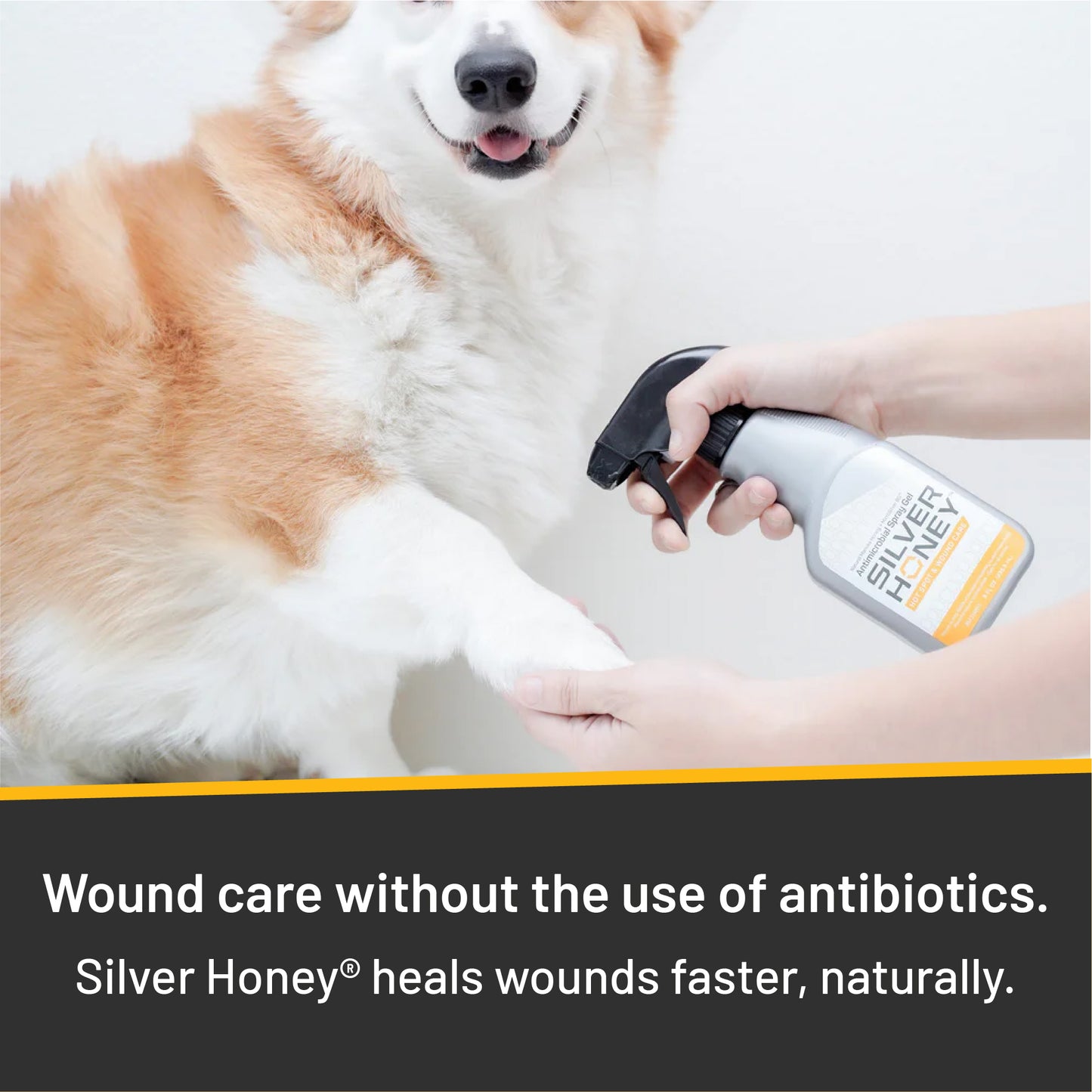 Smiling Corgi with Silver Honey Hot Spot spray gel being applied to his paw.  Wound care without the use of antibiotics.  Silver Honey heals wounds faster, naturally.