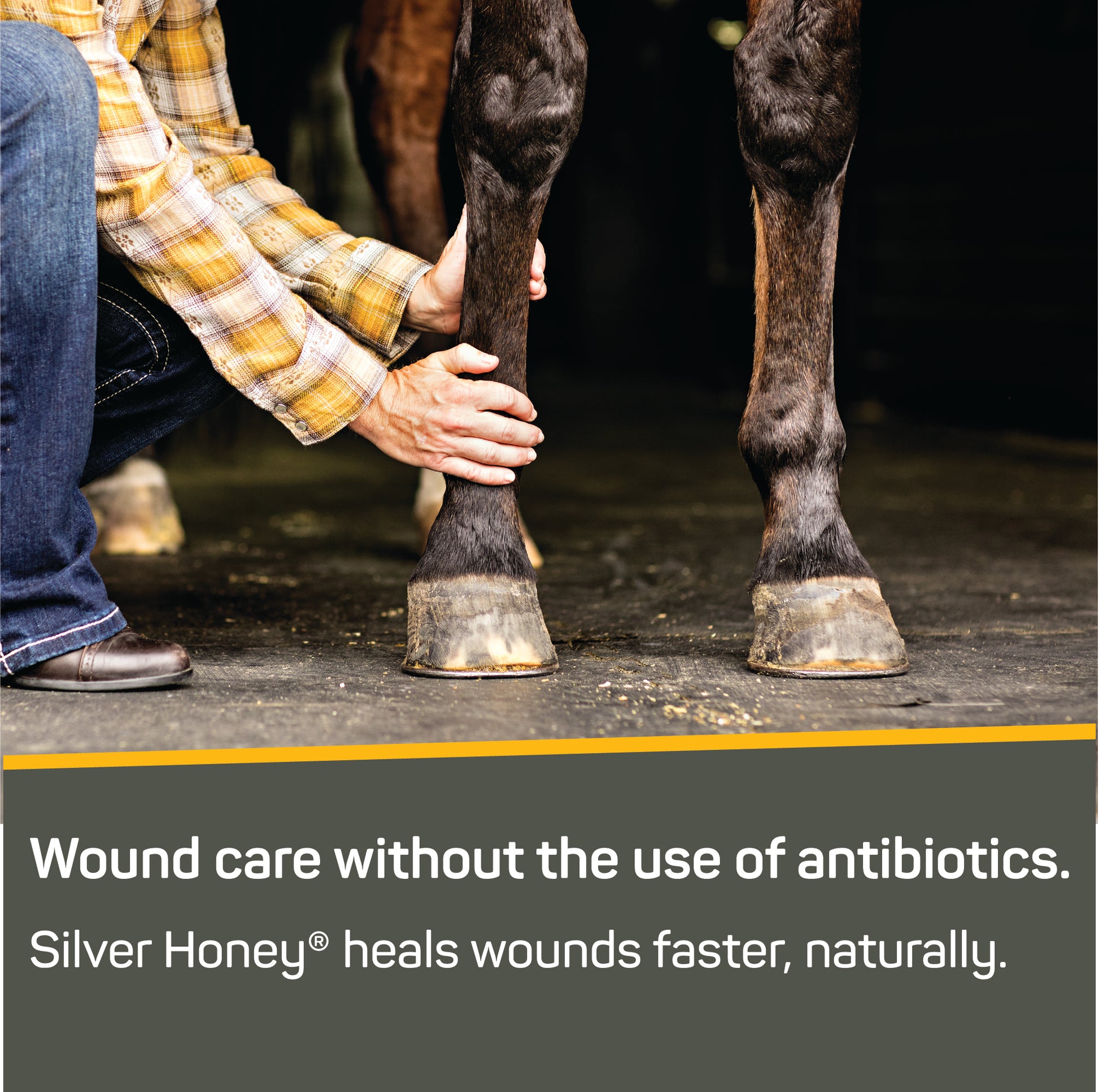 A woman in a yellow flannel shirt in cowboy boots and jeans holding the lower leg of her horse.  Wound care without the use of antibiotics.  Silver Honey heals wounds faster, naturally.