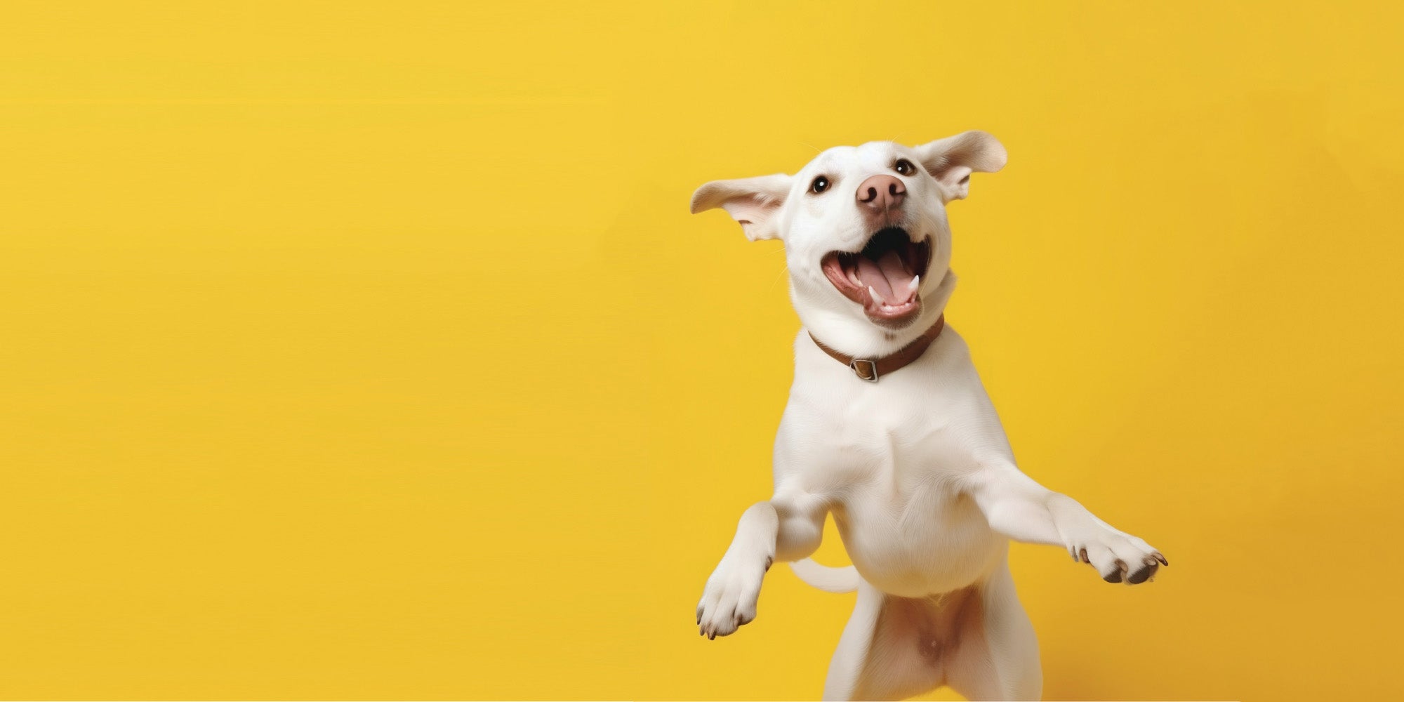 White dog jumping over a yellow background