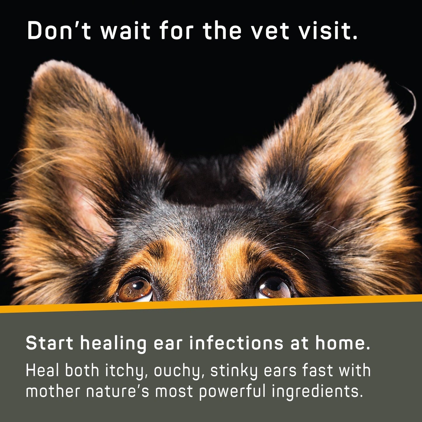 Start healing ear infections at home with Silver Honey Ear Care. German Shepherd looking up.